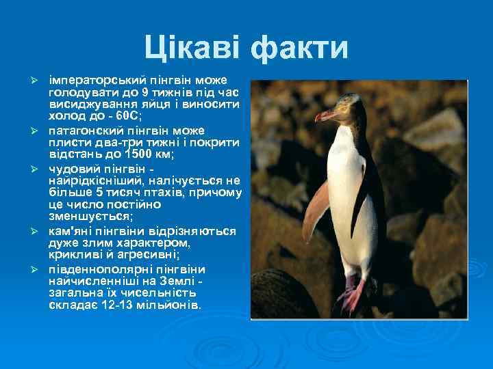 Цікаві факти Ø Ø Ø імператорський пінгвін може голодувати до 9 тижнів під час