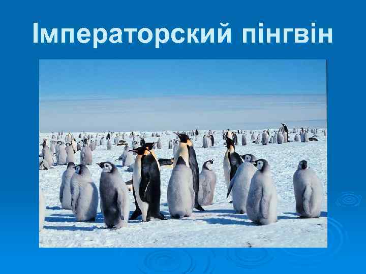 Імператорский пінгвін 