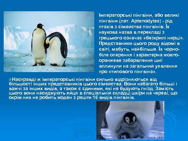 Імператорські пінгвіни, або великі пінгвіни (лат. Aptenodytes) - рід птахів з сімейства пінгвінів. Їх