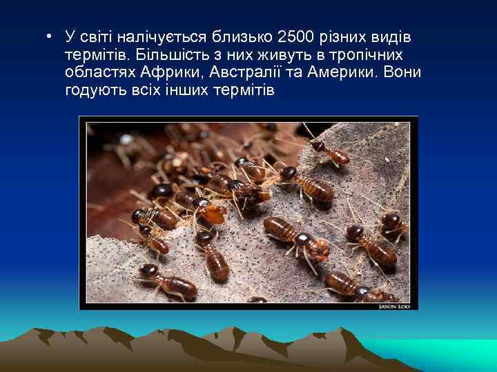  • У світі налічується близько 2500 різних видів термітів. Більшість з них живуть