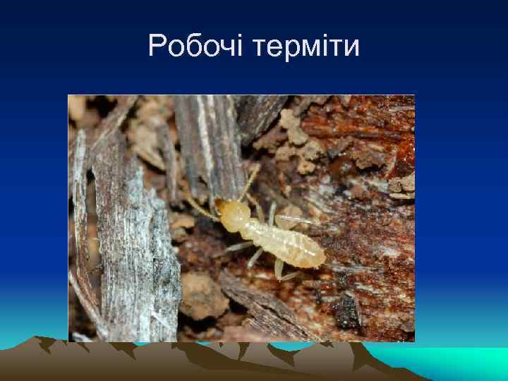 Робочі терміти 