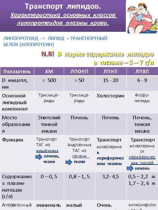 Транспорт липидов. Характеристика основных классов липопротеидов плазмы крови. ЛИПОПРОТЕИД --> ЛИПИД + ТРАНСПОРТНЫЙ БЕЛОК