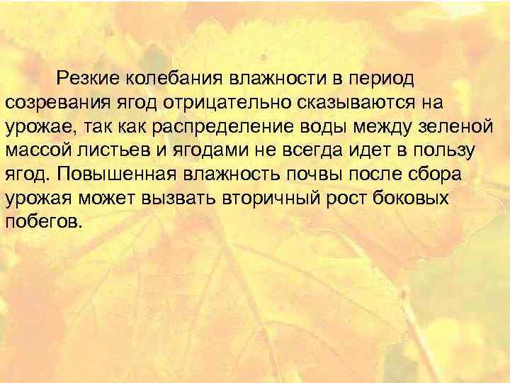 Резкие колебания влажности в период созревания ягод отрицательно сказываются на урожае, так как распределение