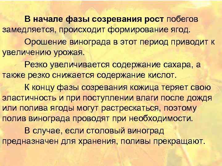 В начале фазы созревания рост побегов замедляется, происходит формирование ягод. Орошение винограда в этот