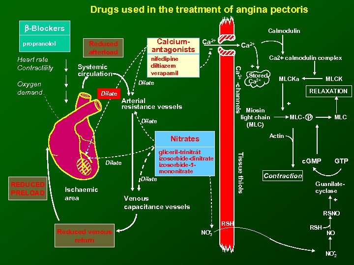 Drugs used in the treatment of angina pectoris -Blockers propranolol Reduced afterload Systemic circulation