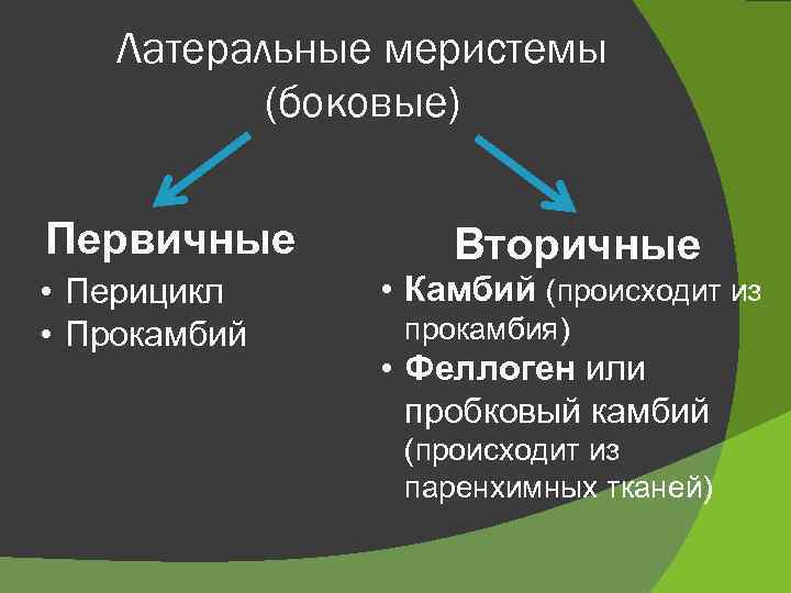 Латеральные меристемы (боковые) Первичные • Перицикл • Прокамбий Вторичные • Камбий (происходит из прокамбия)