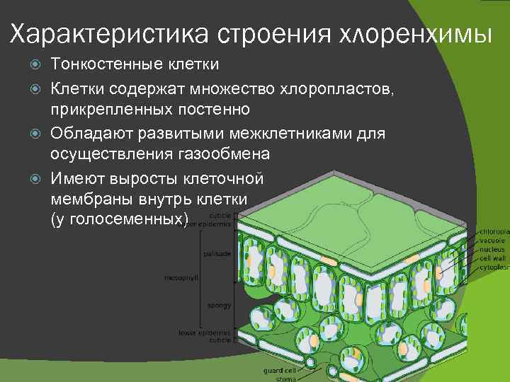 Характеристика строения хлоренхимы Тонкостенные клетки Клетки содержат множество хлоропластов, прикрепленных постенно Обладают развитыми межклетниками