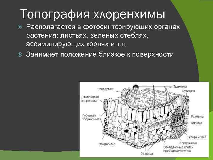 Топография хлоренхимы Располагается в фотосинтезирующих органах растения: листьях, зеленых стеблях, ассимилирующих корнях и т.
