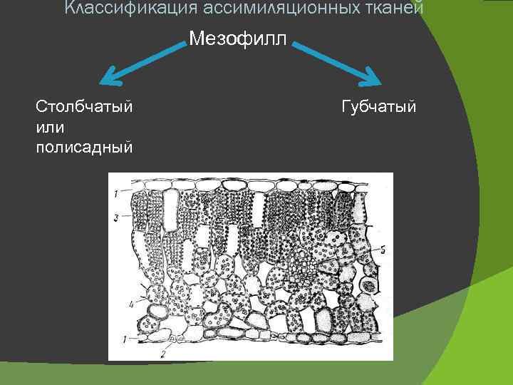 Классификация ассимиляционных тканей Мезофилл Столбчатый или полисадный Губчатый 