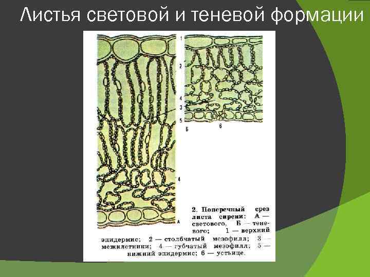 Листья световой и теневой формации 