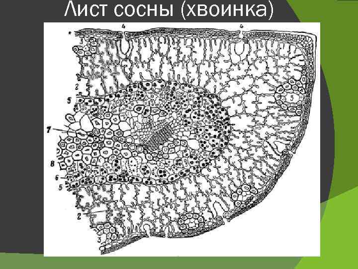 Лист сосны (хвоинка) 