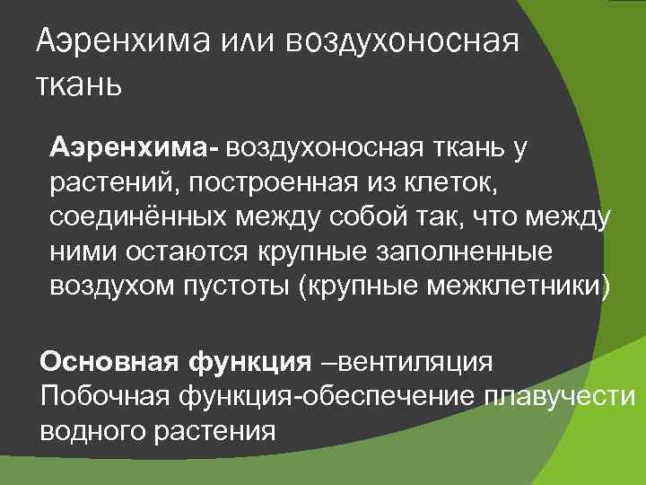 Аэренхима или воздухоносная ткань Аэренхима- воздухоносная ткань у растений, построенная из клеток, соединённых между