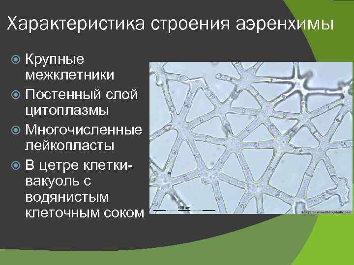 Характеристика строения аэренхимы Крупные межклетники Постенный слой цитоплазмы Многочисленные лейкопласты В цетре клеткивакуоль с