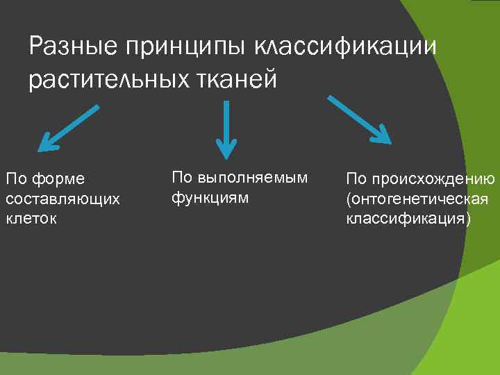 Разные принципы классификации растительных тканей По форме составляющих клеток По выполняемым функциям По происхождению