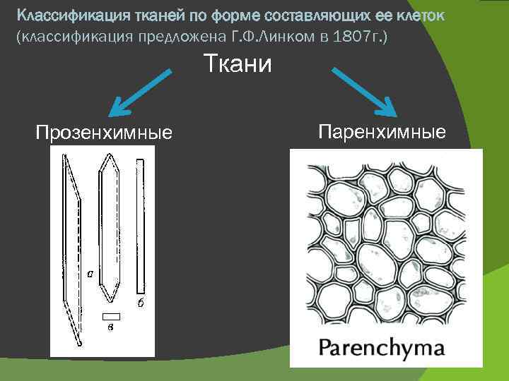Классификация тканей по форме составляющих ее клеток (классификация предложена Г. Ф. Линком в 1807
