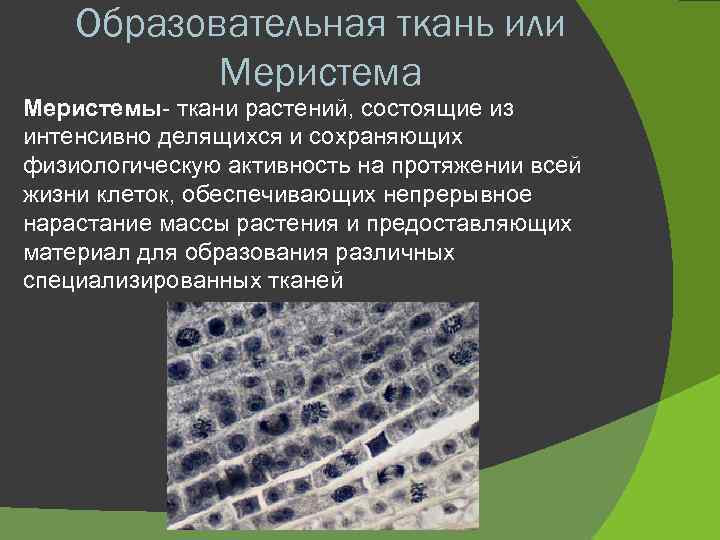 Образовательная ткань или Меристема Меристемы- ткани растений, состоящие из интенсивно делящихся и сохраняющих физиологическую