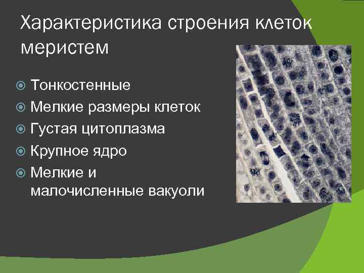 Характеристика строения клеток меристем Тонкостенные Мелкие размеры клеток Густая цитоплазма Крупное ядро Мелкие и