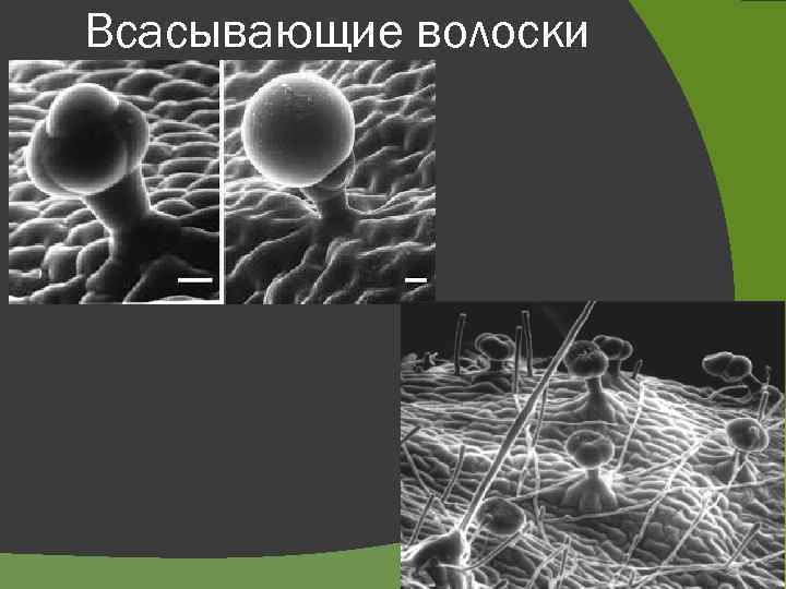 Всасывающие волоски 