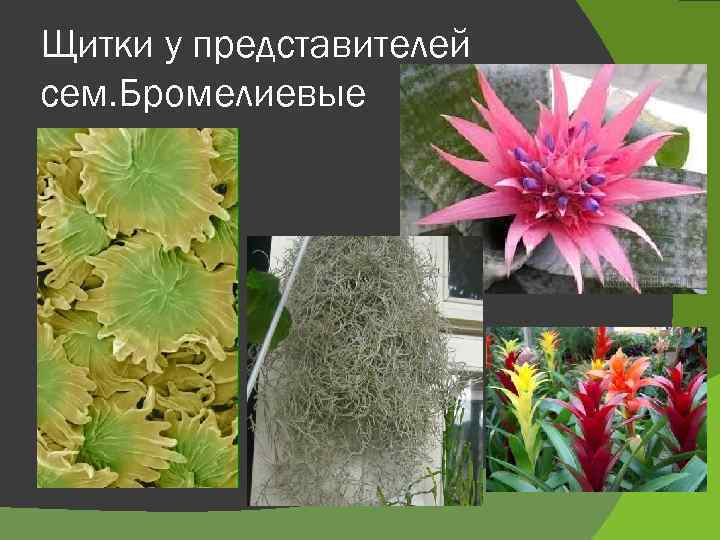 Щитки у представителей сем. Бромелиевые 