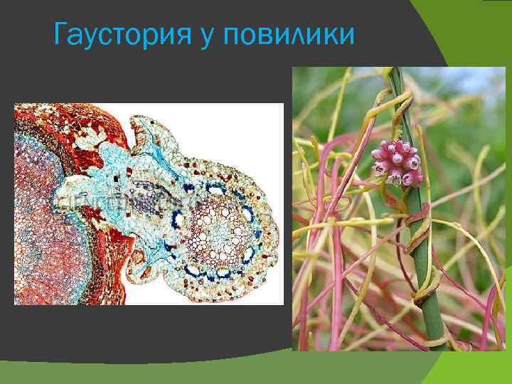 Гаустория у повилики 