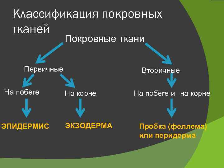Классификация покровных тканей Покровные ткани Первичные На побеге ЭПИДЕРМИС Вторичные На корне ЭКЗОДЕРМА На