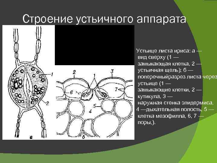 Строение устьичного аппарата Устьице листа ириса: а — вид сверху (1 — замыкающая клетка,