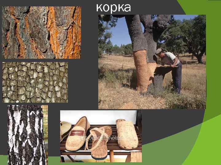 корка 