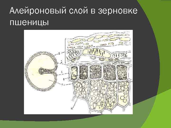 Алейроновый слой в зерновке пшеницы 