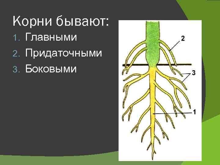 Корни бывают: Главными 2. Придаточными 3. Боковыми 1. 