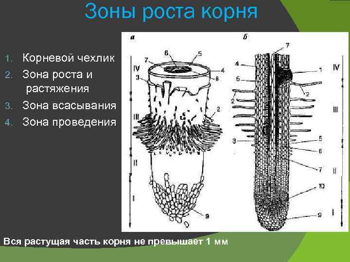 Зоны роста корня Корневой чехлик 2. Зона роста и растяжения 3. Зона всасывания 4.