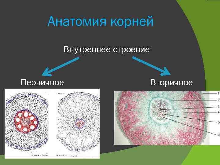 Анатомия корней Внутреннее строение Первичное Вторичное 