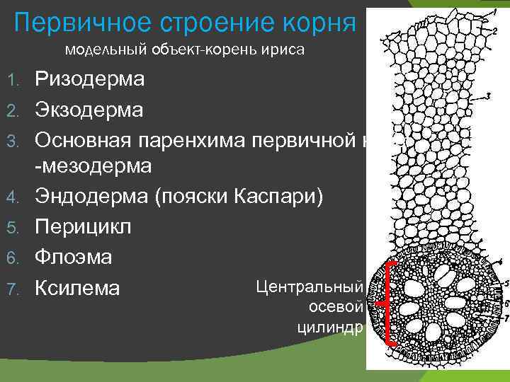 Первичное строение корня модельный объект-корень ириса 1. 2. 3. 4. 5. 6. 7. Ризодерма