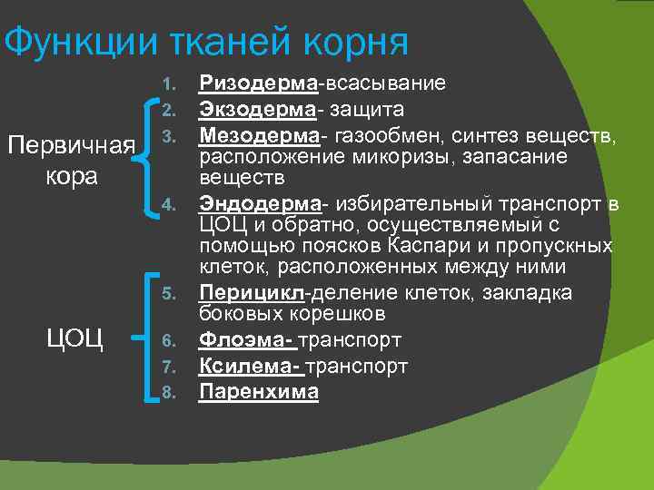 Функции тканей корня Первичная кора 1. 2. 3. 4. 5. ЦОЦ 6. 7. 8.