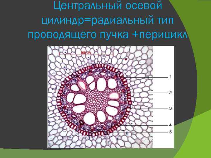 Центральный осевой цилиндр=радиальный тип проводящего пучка +перицикл 