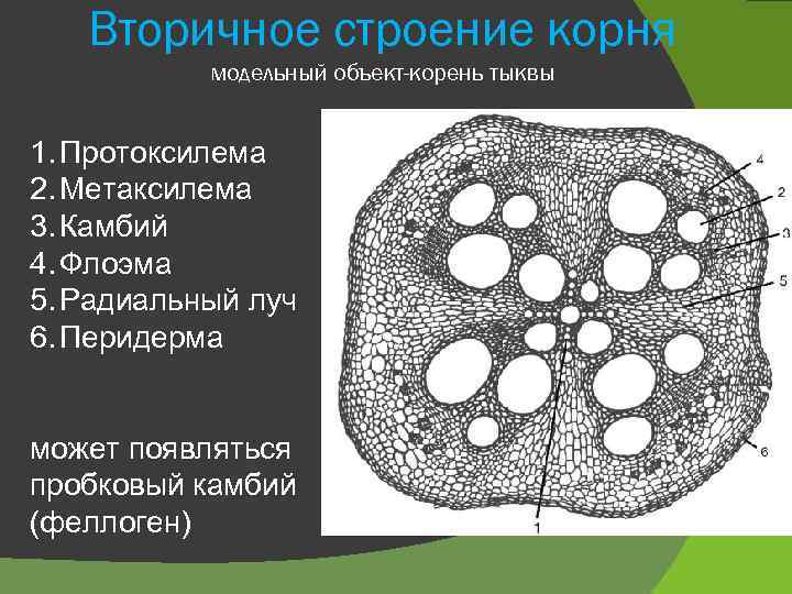 Вторичное строение корня модельный объект-корень тыквы 1. Протоксилема 2. Метаксилема 3. Камбий 4. Флоэма