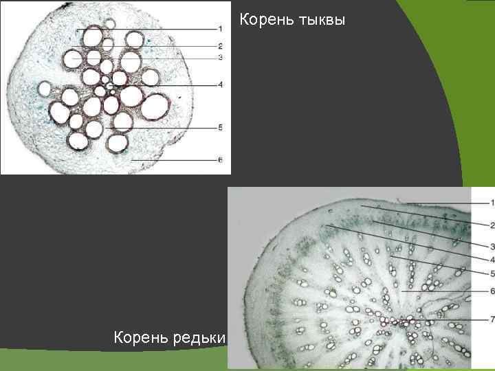 Корень тыквы Корень редьки 