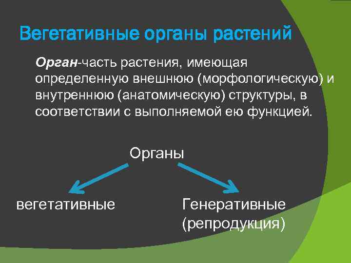 Вегетативные органы растений Орган-часть растения, имеющая определенную внешнюю (морфологическую) и внутреннюю (анатомическую) структуры, в