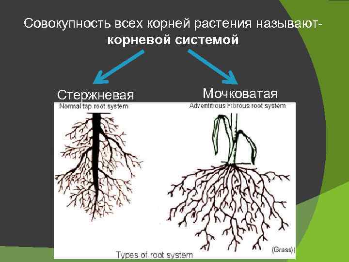 Совокупность всех корней растения называют- корневой системой Стержневая Мочковатая 