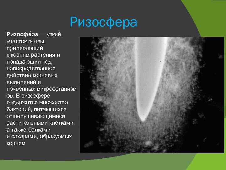 Ризосфера Ризосфе ра — узкий участок почвы, прилегающий к корням растения и попадающий под