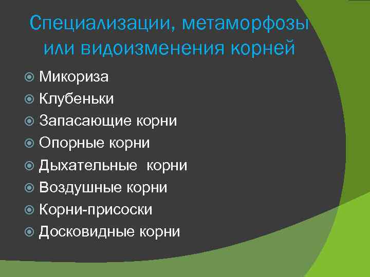 Специализации, метаморфозы или видоизменения корней Микориза Клубеньки Запасающие корни Опорные корни Дыхательные корни Воздушные