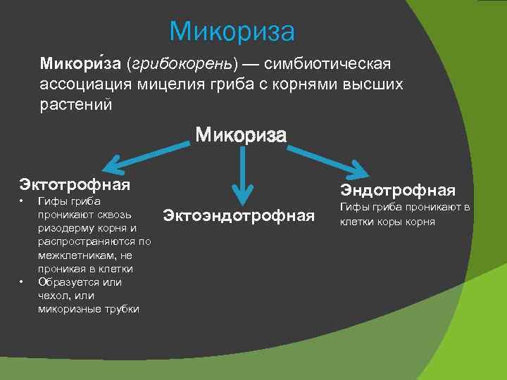 Микориза Микори за (грибокорень) — симбиотическая ассоциация мицелия гриба с корнями высших растений Микориза