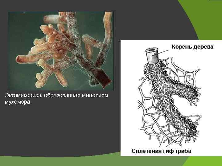 Эктомикориза, образованная мицелием мухомора 