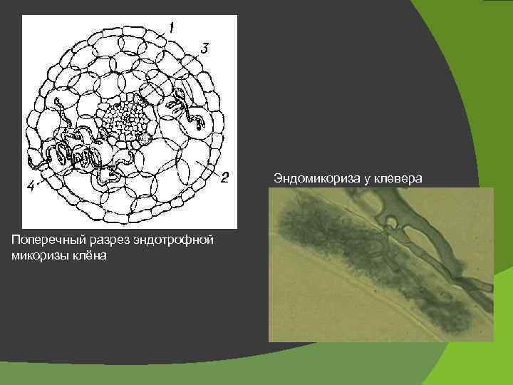 Эндомикориза у клевера Поперечный разрез эндотрофной микоризы клёна 