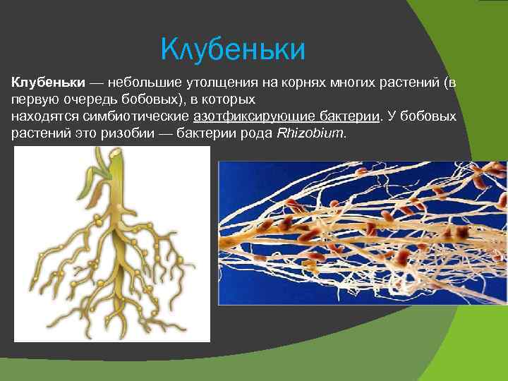 Клубеньки — небольшие утолщения на корнях многих растений (в первую очередь бобовых), в которых