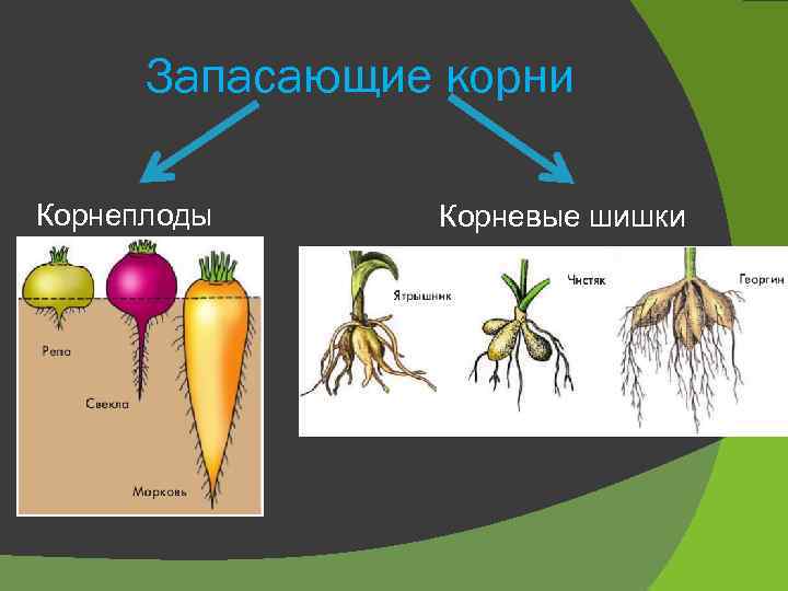 Запасающие корни Корнеплоды Корневые шишки 