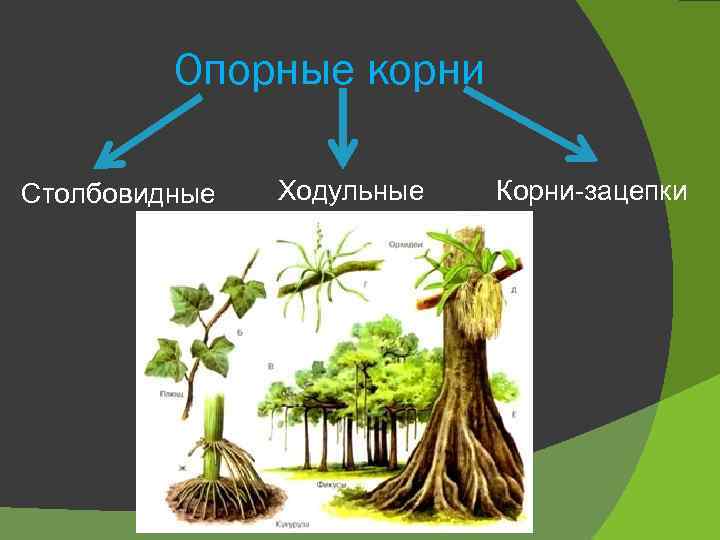 Опорные корни Столбовидные Ходульные Корни-зацепки 