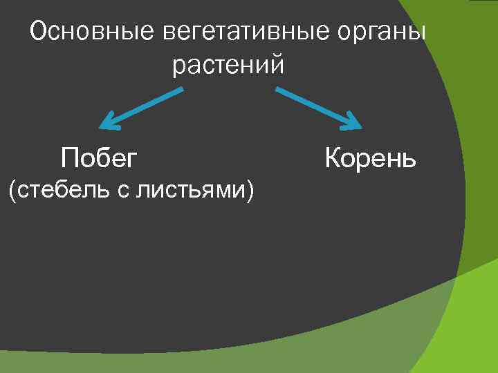 Основные вегетативные органы растений Побег (стебель с листьями) Корень 