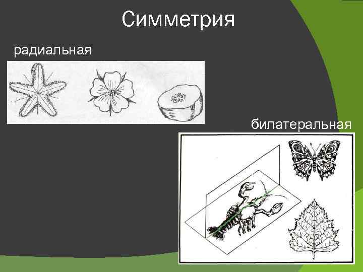 Симметрия радиальная билатеральная 