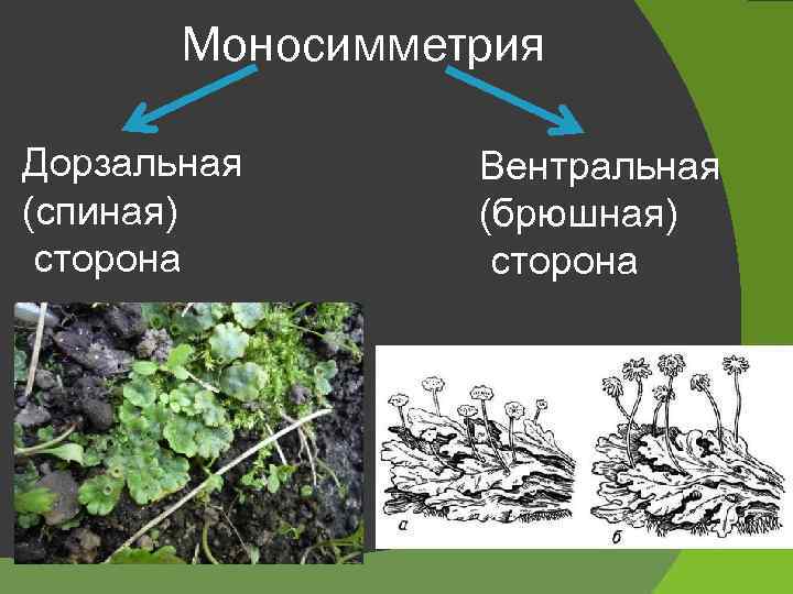 Моносимметрия Дорзальная (спиная) сторона Вентральная (брюшная) сторона 