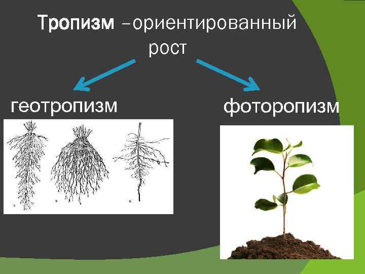 Тропизм –ориентированный рост геотропизм фоторопизм 